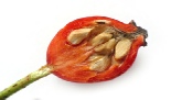 A wild crafted rosehip